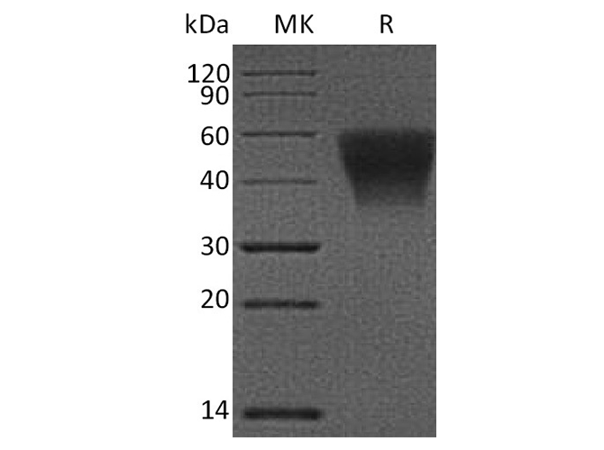 Валидация Elabscience PKSH033599(3892)