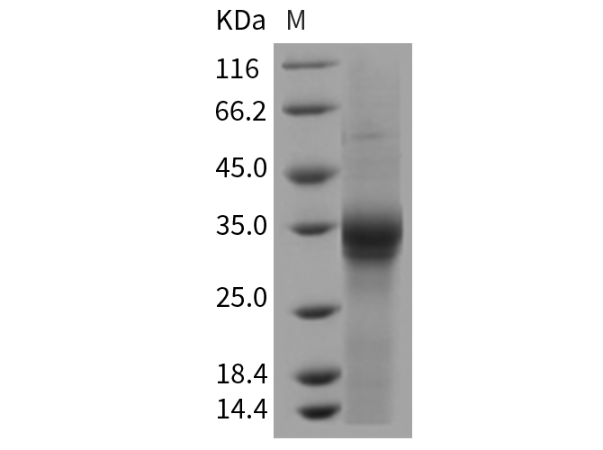 Валидация Elabscience PKSR030418(5752)
