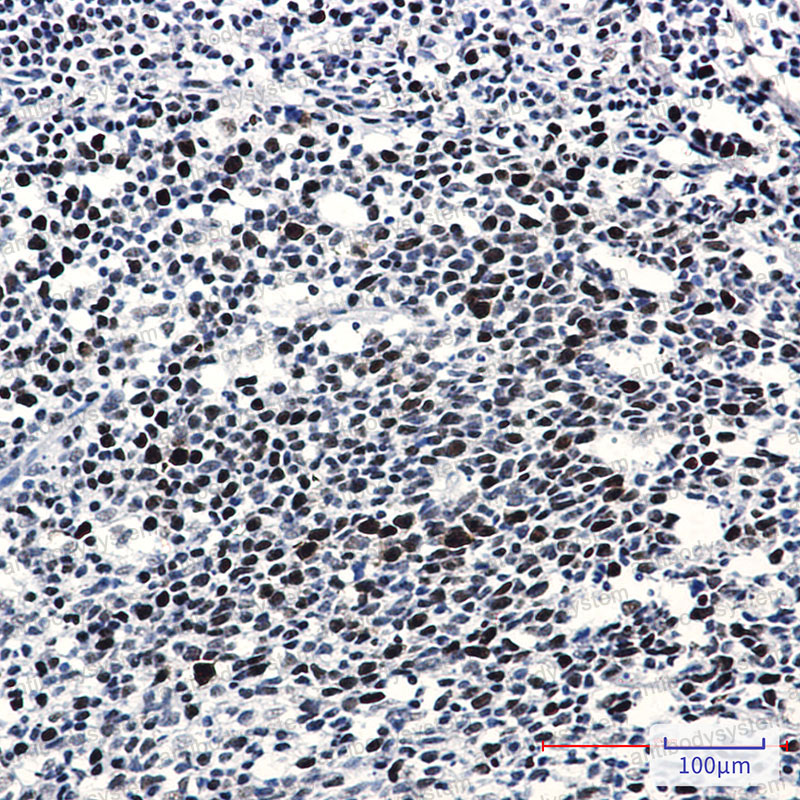 Валидация AntibodySystem RHC19908