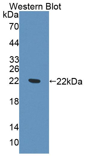 59485