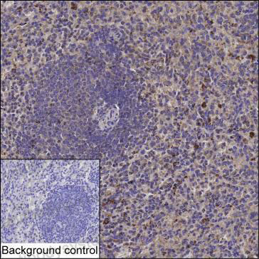 Валидация AntibodySystem RHB48602