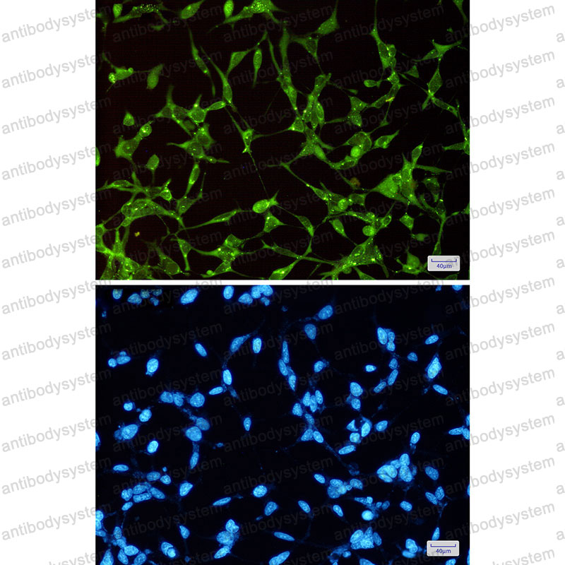 Валидация IF - AntibodySystem RHE72001