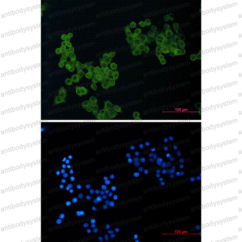 Валидация IF - AntibodySystem RHE39701