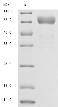 SDS-PAGE