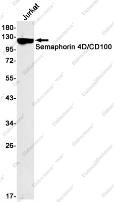 Вестерн-блоттинг, Semaphorin 4D/CD100, клетки Jurkat