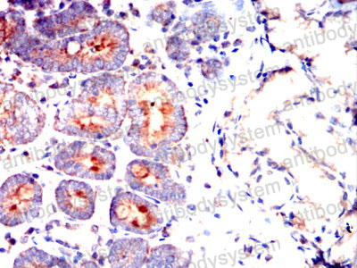 Валидация AntibodySystem RHN06802