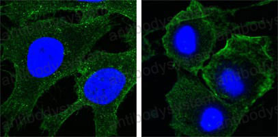 Валидация IF - AntibodySystem RHE16603