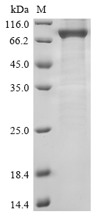 SDS-PAGE