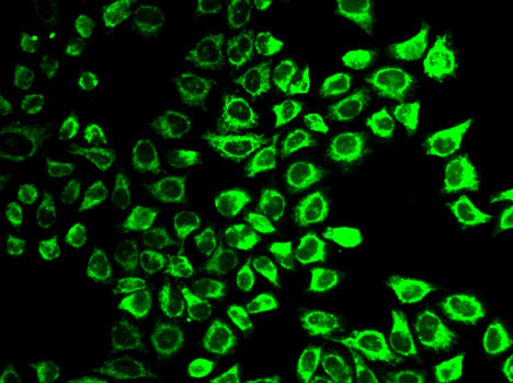 Иммунофлуоресценция, Caspase-7, клетки HeLa