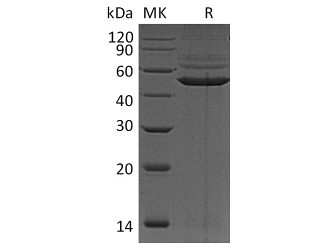 Валидация Elabscience PKSH032154(2682)