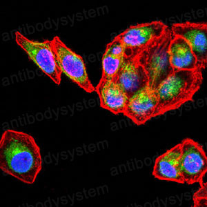 Валидация IF - AntibodySystem RHD55203
