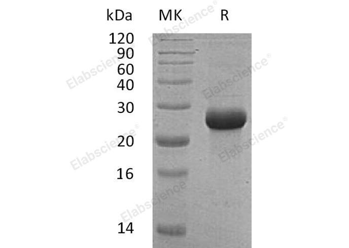 Валидация Elabscience PKSH032455(2926)