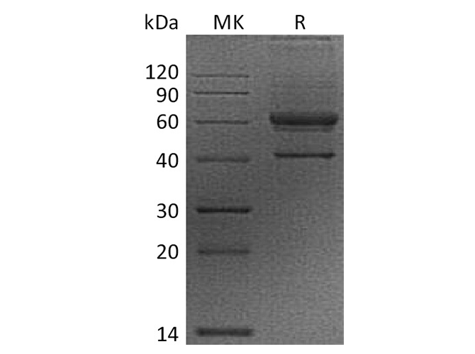 Валидация Elabscience PKSH033474(3781)