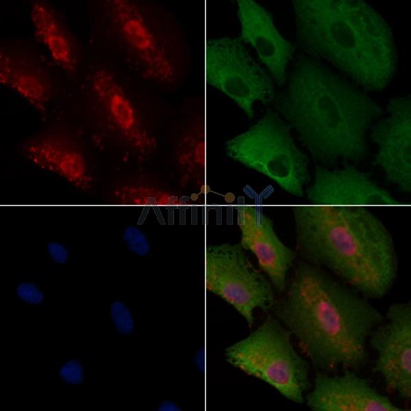 Валидация Affinity DF4454 - 15972