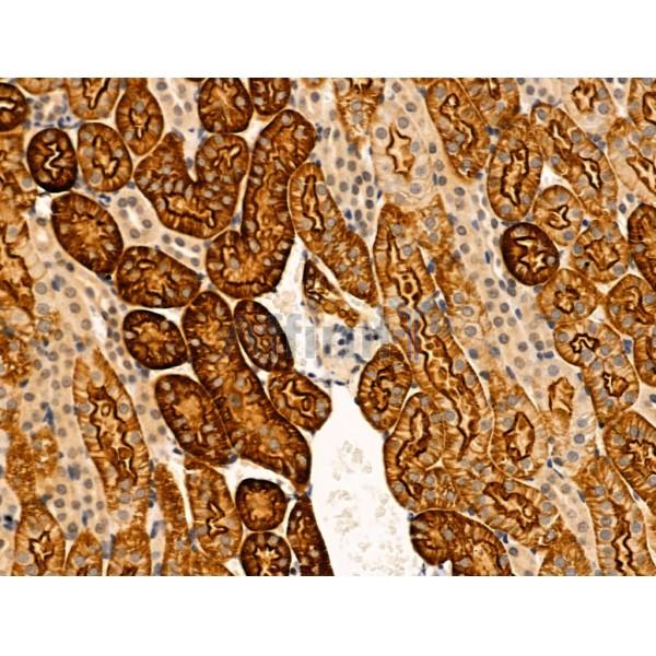 Валидация Affinity AF5489 - 3171