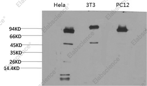 Вестерн-блоттинг, STAT3, клетки HeLa, 3T3 и PC-12
