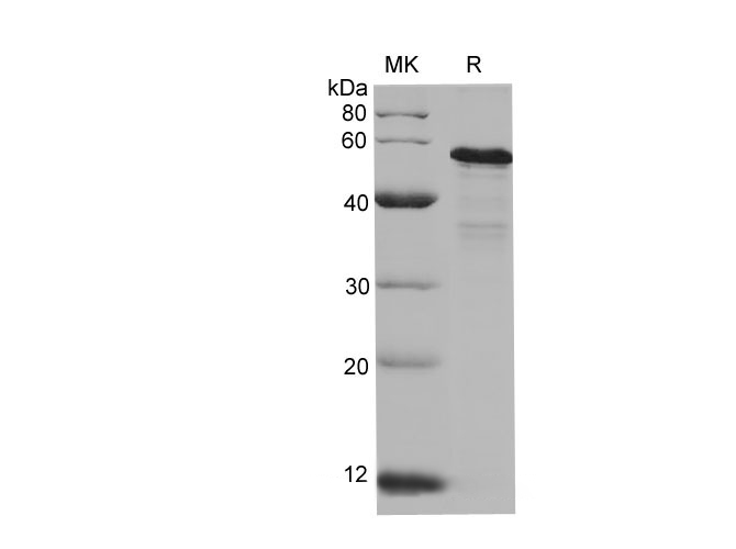 Валидация Elabscience PDEH100696(171)
