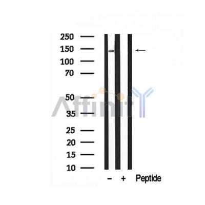 Валидация Affinity AF7680 - 4364