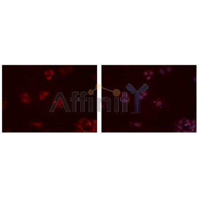 Валидация Affinity DF7096 - 18742