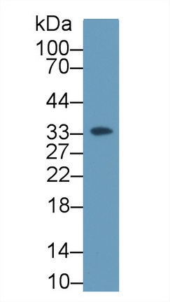 9647