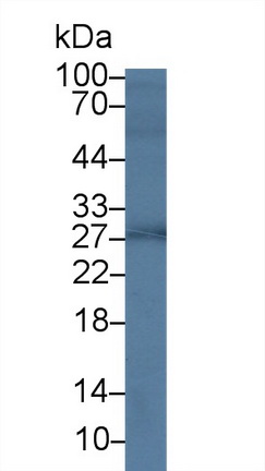 9559