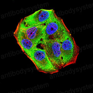 Валидация IF - AntibodySystem RHD18602