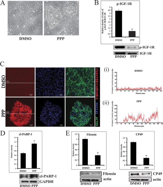 Валидация AssayVector ARM2217(3699)