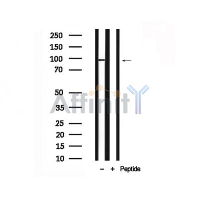 Валидация Affinity AF7707 - 4397