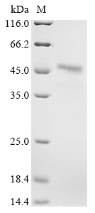SDS-PAGE