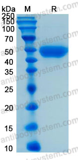 Валидация AntibodySystem AHC33701