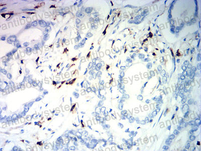 Валидация AntibodySystem RHC86604 (1131)