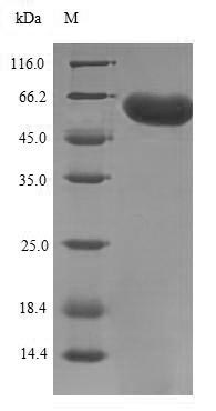 SDS-PAGE