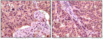 Валидация AntibodySystem RHE72004