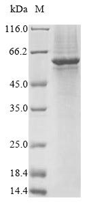 SDS-PAGE