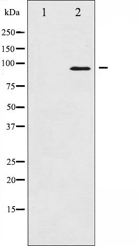 Валидация Affinity AF6107 - 3316