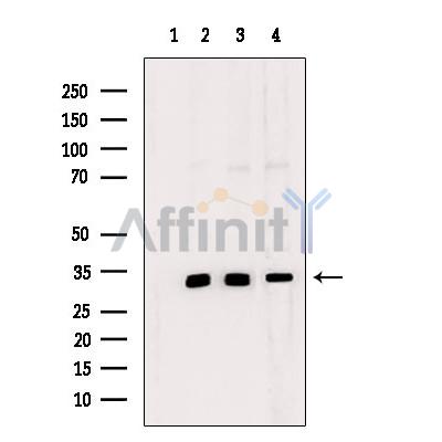 Валидация Affinity DF10042 - 5500