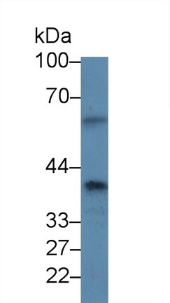 12595