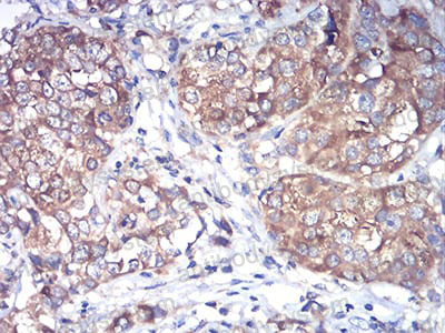 Валидация AntibodySystem RHK69201 (3719)