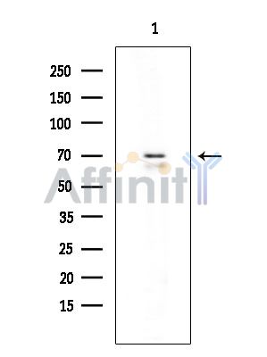 Валидация Affinity DF4955 - 16789