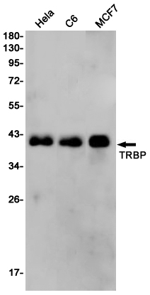 Валидация WB - AssayVector ARM2031 (1033)