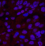 Валидация Elabscience E-AB-22044