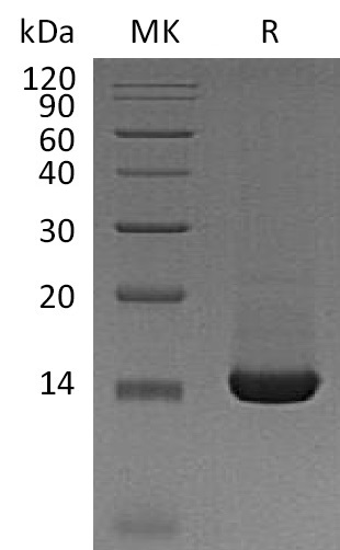Валидация Elabscience PKSM041268(5164)