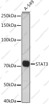 Вестерн-блоттинг, STAT3, клетки A-549