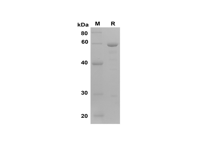 Валидация Elabscience PDEM100157(506)