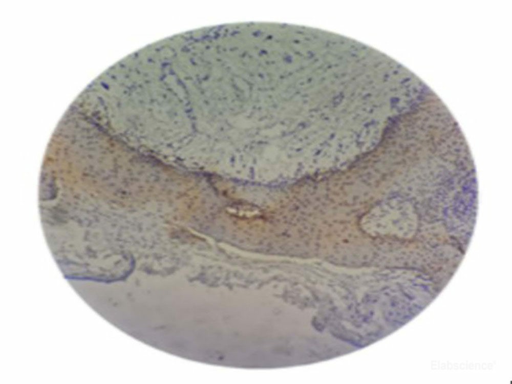 Валидация Elabscience E-AB-48029