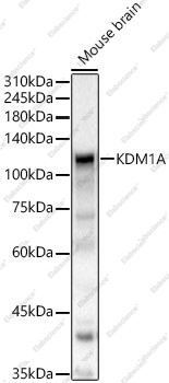 Вестерн-блоттинг, KDM1A, мозг мыши