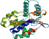 5"-Nucleotidase, Cytosolic III (NT5C3)