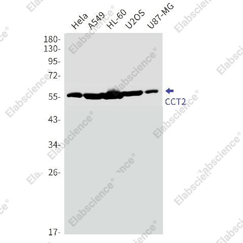 Вестерн-блоттинг, CCT2, клетки HeLa, A549, HL-60, U2OS, U87-MG
