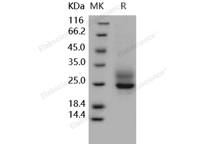 Валидация Elabscience PKSH031583(2255)