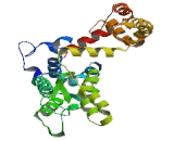 Potassium Intermediate Small Conductance Calcium Activated Channel Subfamily N, Member 1 (KCNN1)